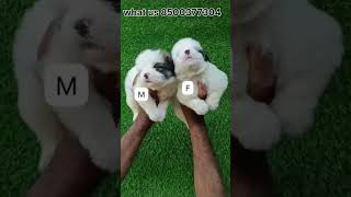 lasapsos pupies pet forsale trendingshorts viralshorts [upl. by Acceber231]