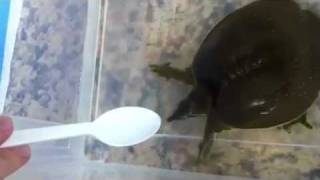 How to Give Medicine to a Turtle [upl. by Glass]