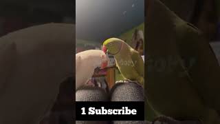 ytviral bolnebalatota babyparrot trending youtubeshorts parrotlover parrot talkingparrot [upl. by Eaj]