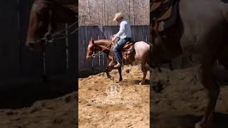 Dont use your outside leg in the turn horse b1horsemanship horseriding [upl. by Ayenat192]