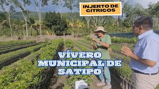 Vivero municipal de la provincia de Satipo Parte 2  Injerto de plantas [upl. by Nugent819]