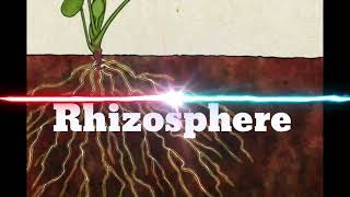 Rhizosphere [upl. by Burkhardt808]