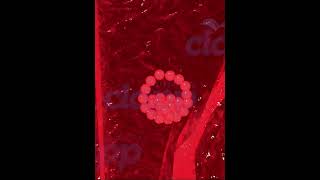 fertilization Embryo development 3d animation [upl. by Rekab]