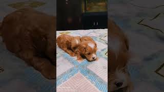 MALTIPOO PUPPY AVAILABLE maltipoo maltipoopuppy doglife dog shortsfeed [upl. by Mairhpe]