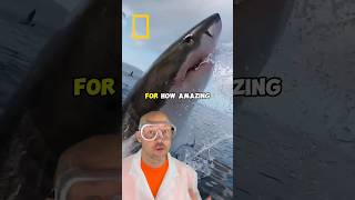 sharkfest Stream now on disneyplus and hulu natgeopartner NatGeo NatGeoAnimals [upl. by Annis]