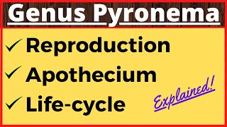 Genus Pyronema  Crozier Formation in Ascomycetes  Life Cycle  Ascospore Formation in Fungi Botany [upl. by Atterg]