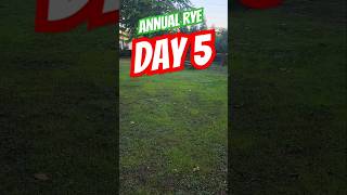 Annual Rye Day 5 annualrye overseeding [upl. by Atir578]