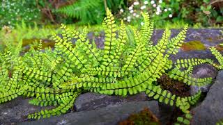 Maidenhair Spleenwort  Asplenium trichomanes ssp quadrivalens [upl. by La87]