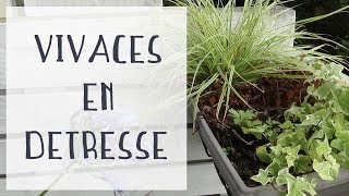 SOS vivaces en détresse  Tuto jardinage [upl. by Apollus]