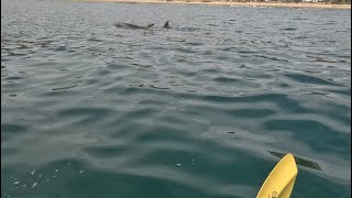 Kayaking Solo in SoCal with Dolphins [upl. by Debbie]