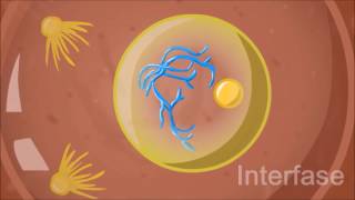 División celular Mitosis [upl. by Nodababus]