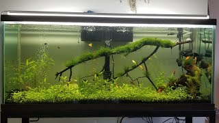 How To Grow Aquarium Plants Glossostigma Elatinoides [upl. by Seale348]