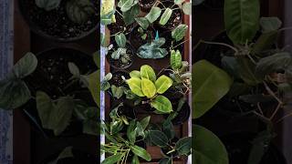 My Philodendron Collection philodendron philodendronvariety trending [upl. by Beckett]