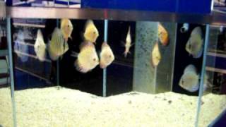 discus Oceano blu 30032010 [upl. by Ragland]