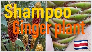 Beyond Garden  Costa Ricas shampoo Ginger plant [upl. by Etnom]