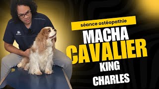 Une séance dostéopathie pour Macha un cavalier king charles [upl. by Ettenuj]