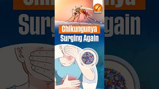 Chikungunya Surging Again [upl. by Goggin]