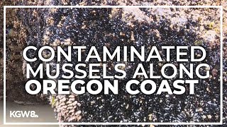 Dont gather mussels from northern Oregon Coast state health officials warn [upl. by Jahdai]