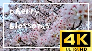 cherry blossoms in TOGOUCHI [upl. by Ybok]