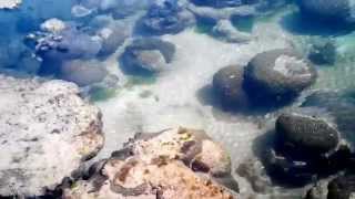 Amazing Corals Colony at Pirotan Marine National Park near Jamnagar [upl. by Marielle]