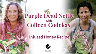 Purple Dead Nettle with Colleen Codekas  Infused Honey Recipe [upl. by Molini492]