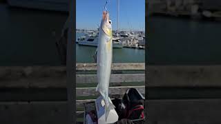 Emeryville california marina fishing pier [upl. by Epilif]