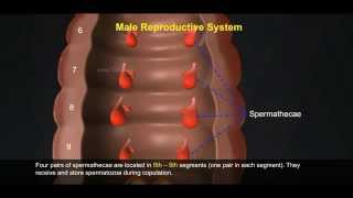 2 Reproductive System of Earthworm 512 1 [upl. by Avi]