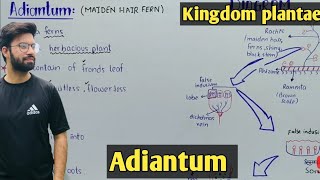 Adiantum Characteristics In Urdu Hindi  Life Cycle [upl. by Pence]