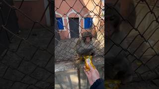 🤣Funny moments of a man and monkey in zoo 🐵 shorts monkey funnyanimal [upl. by Suu]