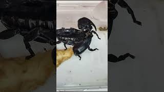 Have you seen how scorpions drink waterinsects scorpion [upl. by Whiteley]