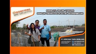 Budidaya Udang Vaname dengan Teknologi Geoprotec [upl. by Calysta]