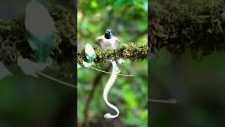 indian fly catcher birds bird nature amazing beautiful [upl. by Boy812]