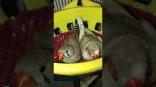 Birds video  Zebra finch at night  finches zebrafinch finch birds bird shorts pets cute [upl. by Kelli]