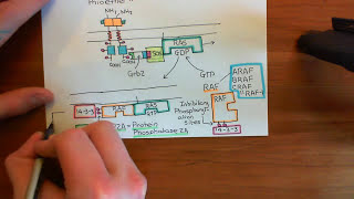 The RAS  RAF  MEK  ERK Pathway Part 3 [upl. by Eiryt]