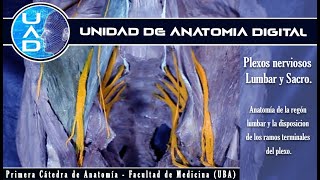 Plexo Sacro y Plexo Lumbar  UAD  Primera Cátedra de Anatomía  FMed  UBA [upl. by Malena]