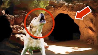 The Dog Lets Out a Desperate Howl in the Cave… What He Found is Unbelievable [upl. by Lefkowitz]