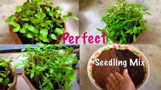 Perfect Seeding Mix Recipe For Growing Healthy Seedlings Organic Gardening [upl. by Lled]