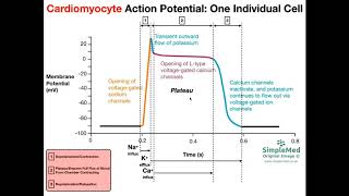 Cardiac Muscle Action Potential Diagram EXPLAINED [upl. by Meelas]