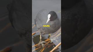 Meet the Giant Coot Bird  Natures Oddball birds wildlife nature [upl. by Leik]