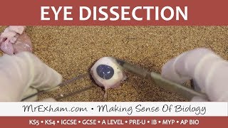 Eye Dissection  GCSEA LevelIB Biology [upl. by Aihcats]