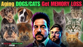 Aging DOGSCATS Get MEMORY LOSS The Doctor Snow Brain Health Show Episode 7 [upl. by Aretta]