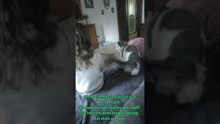 Zauberkater ömi cat funny kitten perserkatze pets autistic [upl. by Allets922]