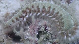 Macro shot of a bristle worm [upl. by Belinda]