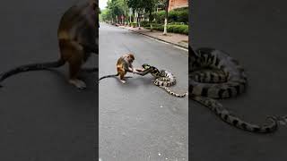 Monkey and Python Play in the Streetmonkey python anime wildlife [upl. by Chun]