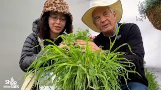 California Spring Trials 2024 Up Close With Hares Tail Grass From Benary [upl. by Iphigeniah]