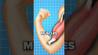 Muscle twitching after a workout Explained [upl. by Pitzer373]