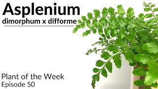 How To Care For Asplenium dimorphum x difforme Austral Gem Fern  Plant Of The Week Ep 50 [upl. by Yriek39]