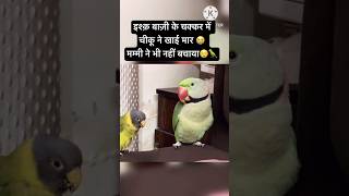 Ishq mein Khai Maar 😭Mummy Ne Bhi Nahi Bachaya 😡parrot funny comedy youtubeshorts shorts [upl. by Devi789]