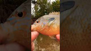 INSANELY Colorful Longear Sunfish Catch From A Creek 👍👍👍 Shorts Fishing [upl. by Akemal753]