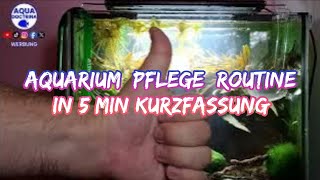 110 Aquarium Pflege Routine in Kurzfassung [upl. by Leunamne]